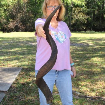  Kudu horn for sale measuring 45-1/4 inches - $145