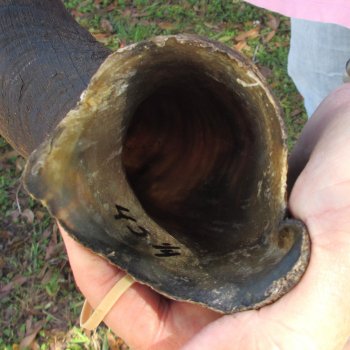  Kudu horn for sale measuring 45-1/4 inches - $145