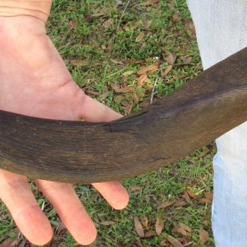  Kudu horn for sale measuring 45-1/4 inches - $145