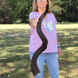  Kudu horn for sale measuring 45 inches - $145