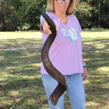  Kudu horn for sale measuring 45 inches - $145