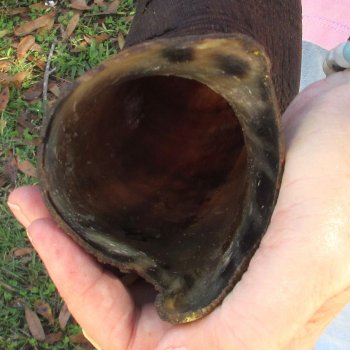  Kudu horn for sale measuring 45 inches - $145