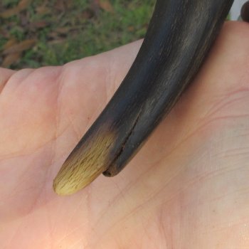  Kudu horn for sale measuring 45 inches - $145