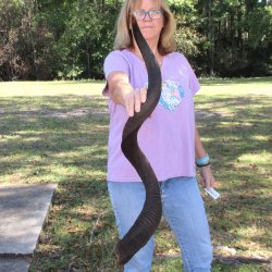  Kudu horn for sale measuring 45-1/2 inches - $145