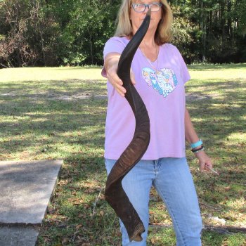  Kudu horn for sale measuring 45-1/2 inches - $145