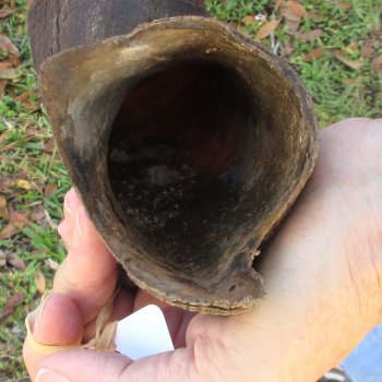  Kudu horn for sale measuring 45-1/2 inches - $145