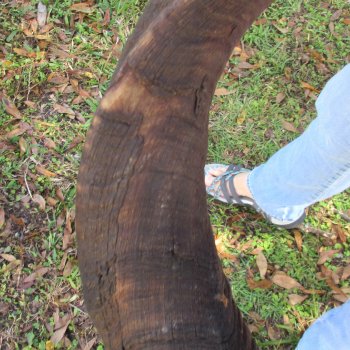  Kudu horn for sale measuring 45-1/2 inches - $145