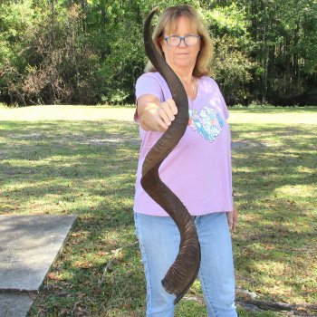  Kudu horn for sale measuring 49-1/2 inches - $145