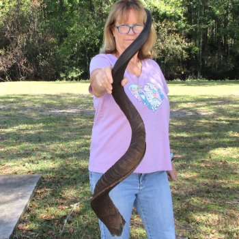  Kudu horn for sale measuring 49-1/2 inches - $145