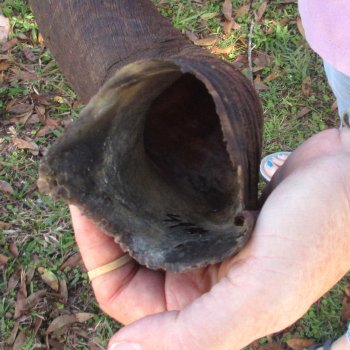  Kudu horn for sale measuring 49-1/2 inches - $145