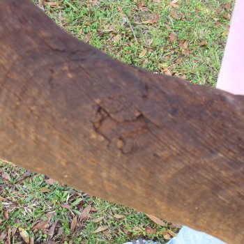  Kudu horn for sale measuring 49-1/2 inches - $145