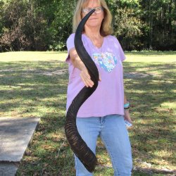  Kudu horn for sale measuring 46 inches - $145