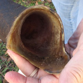  Kudu horn for sale measuring 45-1/2 inches - $145