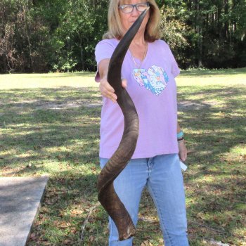 B-Grade Kudu horn for sale measuring 46 inches, for $115