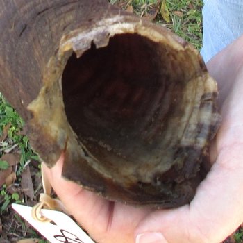 B-Grade Kudu horn for sale measuring 46 inches, for $115