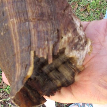 B-Grade Kudu horn for sale measuring 46 inches, for $115