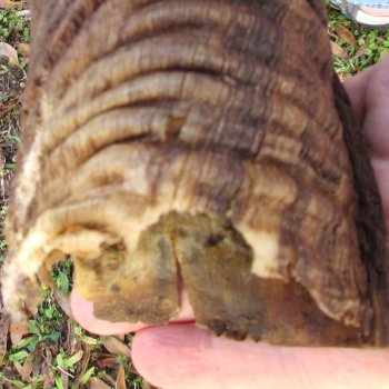 B-Grade Kudu horn for sale measuring 46 inches, for $115