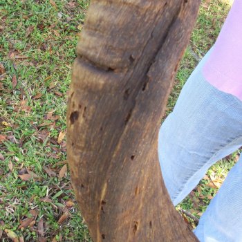 B-Grade Kudu horn for sale measuring 46 inches, for $115