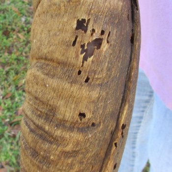 B-Grade Kudu horn for sale measuring 46 inches, for $115