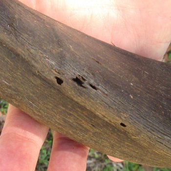 B-Grade Kudu horn for sale measuring 46 inches, for $115