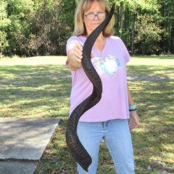  Kudu horn for sale measuring 46-3/4 inches - $145