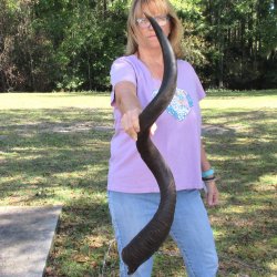  Kudu horn for sale measuring 45 inches - $145