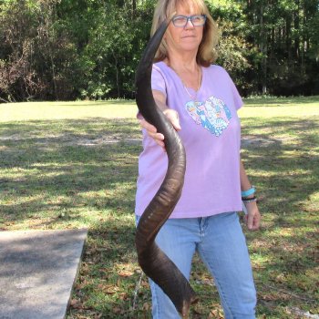  Kudu horn for sale measuring 45 inches - $145