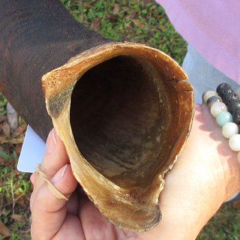  Kudu horn for sale measuring 45 inches - $145