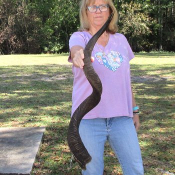  Kudu horn for sale measuring 45-1/4 inches - $145