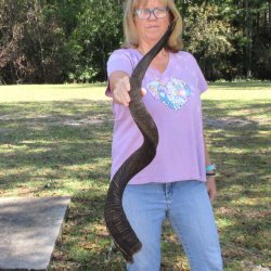  Kudu horn for sale measuring 45-1/4 inches - $145