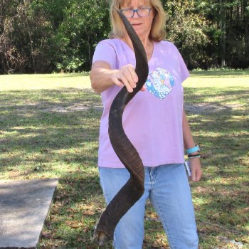  Kudu horn for sale measuring 45-1/4 inches - $145