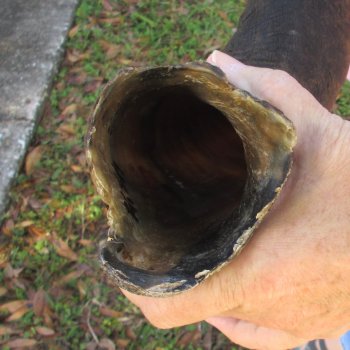  Kudu horn for sale measuring 45-1/4 inches - $145