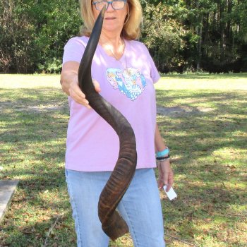  Kudu horn for sale measuring 40-1/2 inches - $125