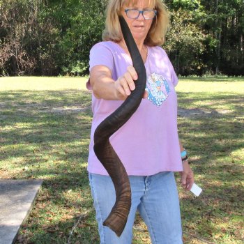  Kudu horn for sale measuring 40-1/2 inches - $125