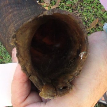  Kudu horn for sale measuring 40-1/2 inches - $125