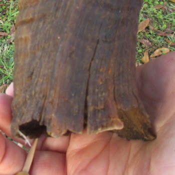  Kudu horn for sale measuring 40-1/2 inches - $125