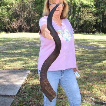  Kudu horn for sale measuring 40 inches - $125