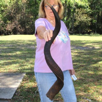  Kudu horn for sale measuring 40 inches - $125