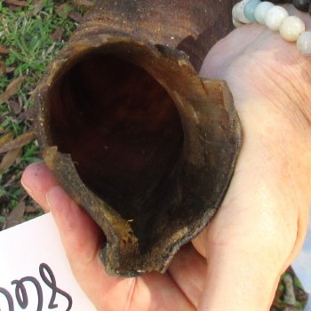  Kudu horn for sale measuring 40 inches - $125