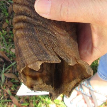  Kudu horn for sale measuring 40 inches - $125