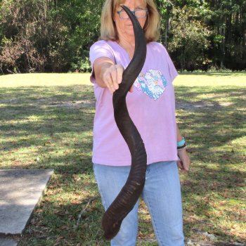  Kudu horn for sale measuring 41 inches - $125