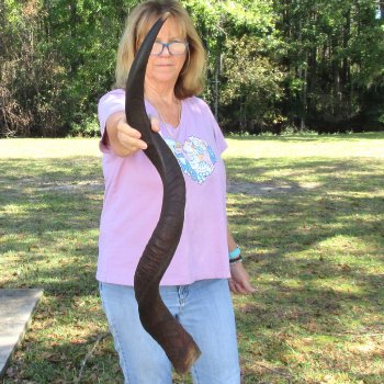  Kudu horn for sale measuring 41 inches - $125