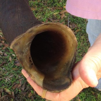  Kudu horn for sale measuring 41 inches - $125