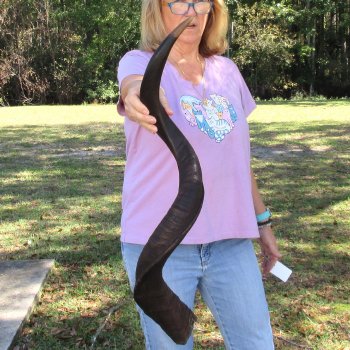  Kudu horn for sale measuring 40 inches - $125