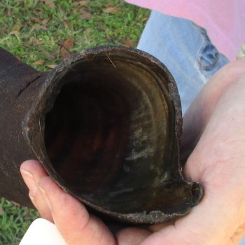  Kudu horn for sale measuring 40 inches - $125