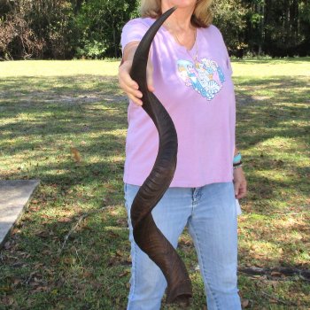  Kudu horn for sale measuring 40 inches - $125