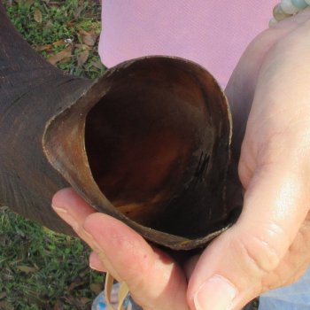  Kudu horn for sale measuring 40 inches - $125