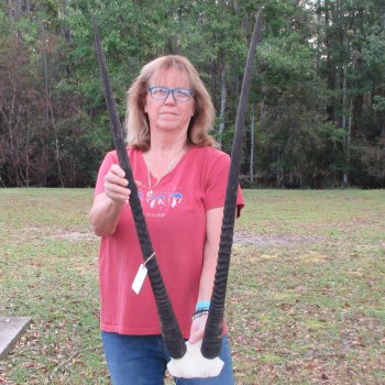 Gemsbok Skull Plate with 37 inch horns for sale $80