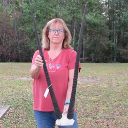Gemsbok Skull Plate with 37 inch horns for sale $80