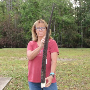 Gemsbok Skull Plate with 37 inch horns for sale $80
